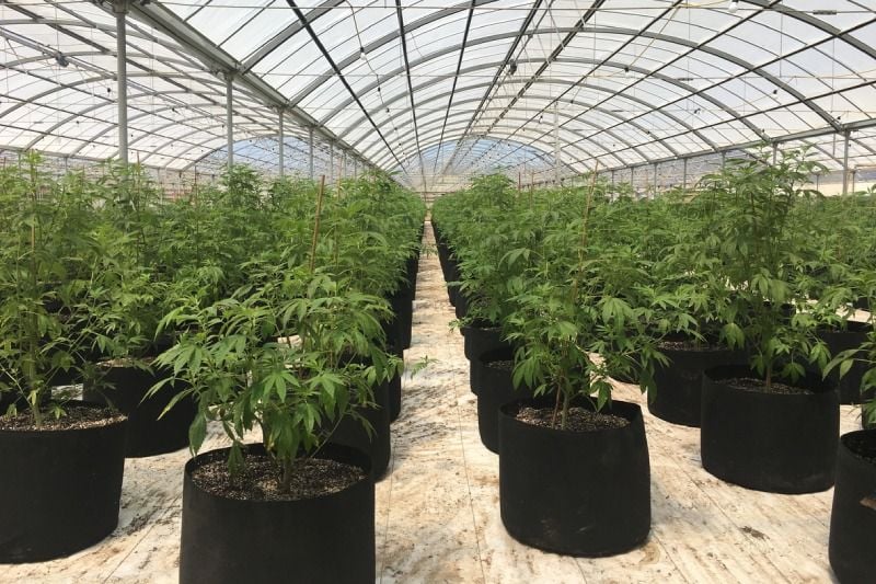 Tips to Improve Your Harvest Tips to Improve Your Harvest